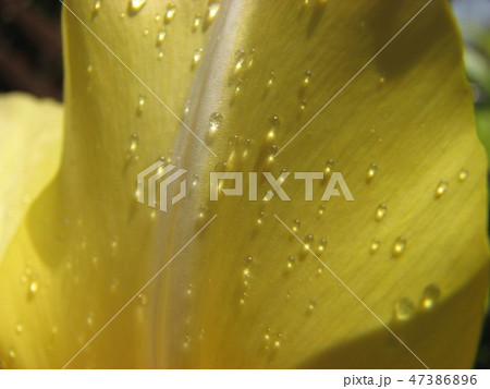 黄色いチューリップと水滴 47386896