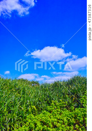 宮古島の東平安名崎に群生する熱帯植物と青空と雲 宮古島の東平安名崎に群生する熱帯植物と青空と雲 47387316