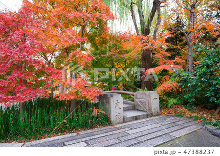 京都 晴明神社の一条戻橋と紅葉 京都 晴明神社の一条戻橋と紅葉 47388237