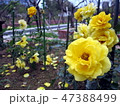 花 フラワー お花 47388499