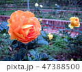 花 フラワー お花 47388500