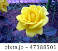 花 フラワー お花 47388501