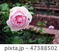 花 フラワー お花 47388502