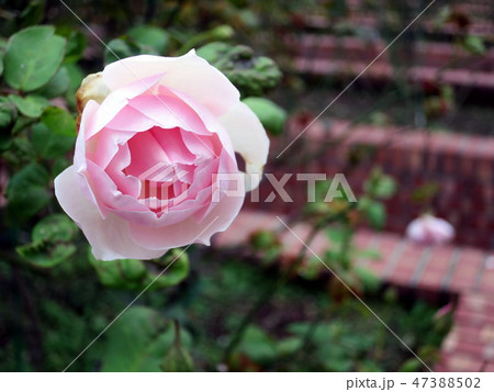 花 フラワー お花 47388502