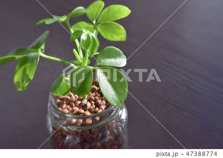 水耕栽培　観葉植物"シェフレラ"　ハイドロカルチャー 47388774