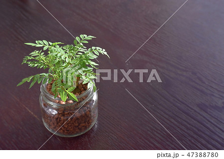 水耕栽培 観葉植物 ジャカランダ ハイドロカルチャーの写真素材