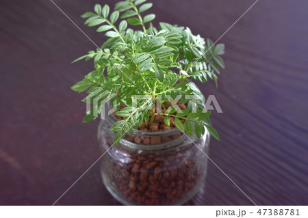 水耕栽培 観葉植物 ジャカランダ ハイドロカルチャーの写真素材
