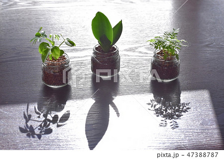水耕栽培　観葉植物"シェフレラ" , "サンセベリア" , "ジャカランダ"　ハイドロカルチャー 47388787