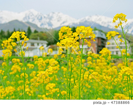 菜の花と、残雪の雪山光る白馬村 47388866