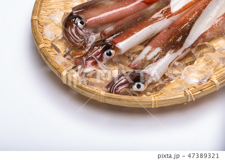 ケンサキイカ 食材 ケンサキイカ 食材 47389321