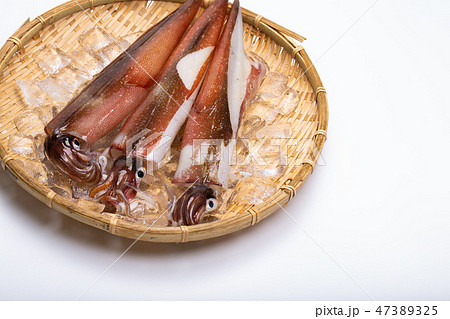 ケンサキイカ 食材 ケンサキイカ 食材 47389325