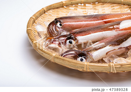 ケンサキイカ　食材 47389328