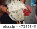 鶏 鶏の官職 動物 47389345