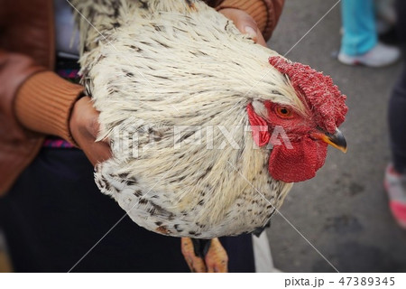 鶏 鶏の官職 動物 47389345