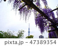 藤の花の奥のスカイツリー 47389354