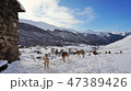 冬 雪景色 ディンゴ 47389426