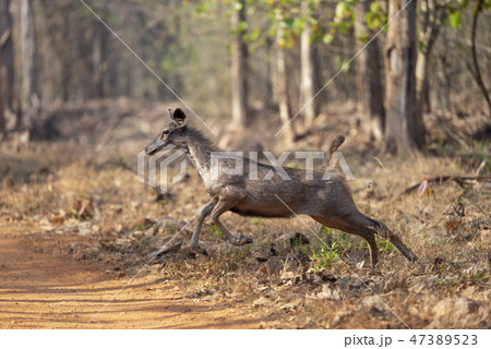 Galloping Sambar Deer seen at  Tadoba, Chandrapur 47389523