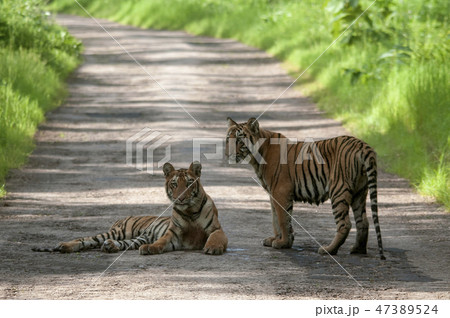 Tiger Cubs on Road at Tadoba, Chandrapur, India  47389524