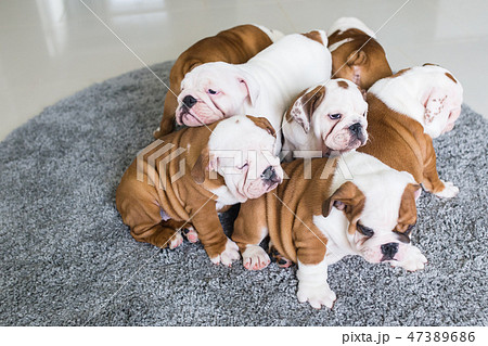 English bulldog puppies lie together on the carpet. 47389686