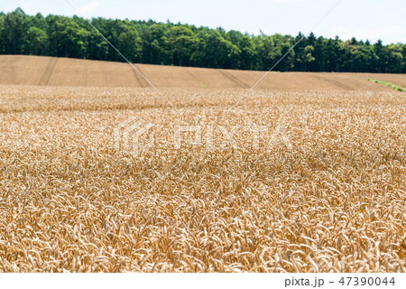 小麦畑の写真素材