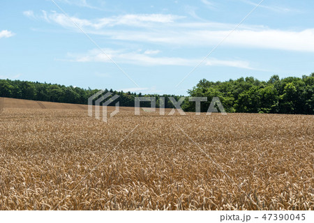小麦畑 47390045