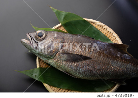 クロムツ 魚 クロムツ 魚 47390197