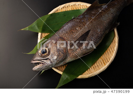 クロムツ 魚 クロムツ 魚 47390199