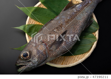 クロムツ　魚 47390211