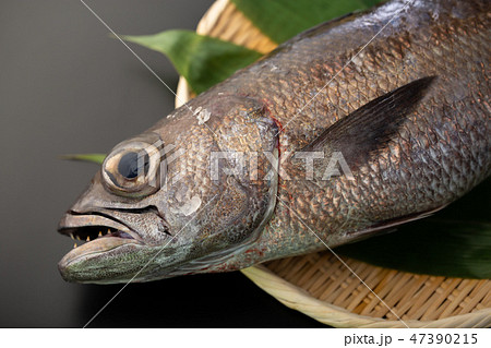 クロムツ 魚 クロムツ 魚 47390215