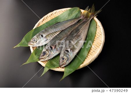 アジ 魚 アジ 魚 47390249