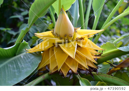 チュウキンレイ 47390592