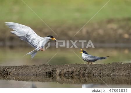River Terns Feeding, Bera Jawai, Rajasthan, India 47391835