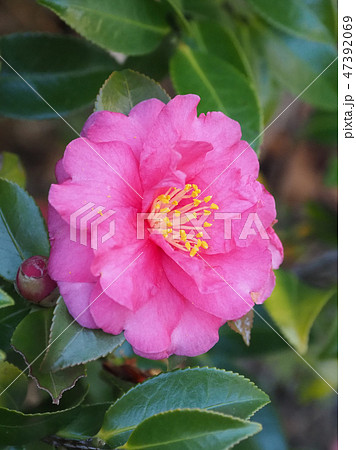 サザンカ（山茶花） 47392069