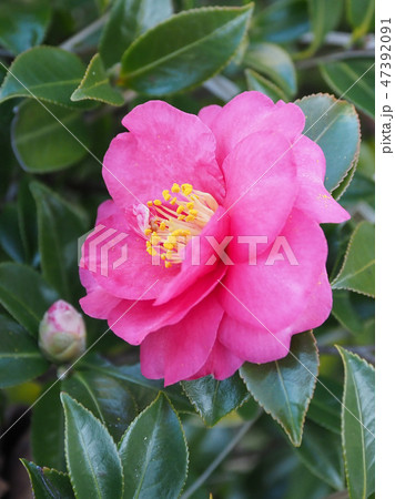 サザンカ(山茶花) サザンカ(山茶花) 47392091