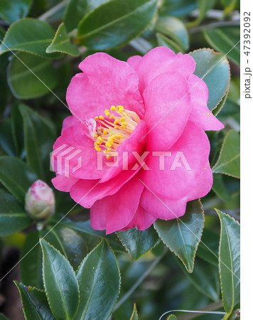 サザンカ（山茶花） 47392092