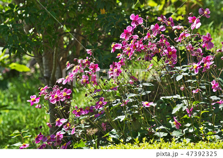 赤い沢山の花をつけたシュウメイギク 赤い沢山の花をつけたシュウメイギク 47392325