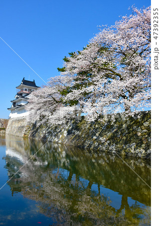 富山城　春の桜  浮城 47392355