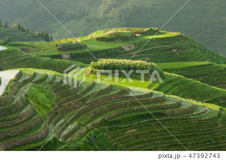 Longsheng rice terraces landscape in China Longsheng rice terraces landscape in China 47392743