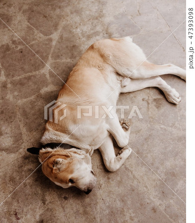 Central Asian Shepherd Dog. Alabai portrait 47393098