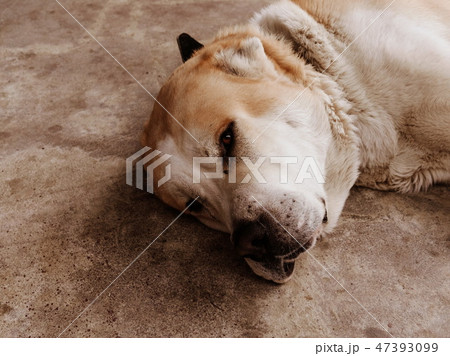 Central Asian Shepherd Dog. Alabai portrait 47393099