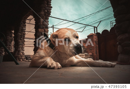 Central Asian Shepherd Dog. Alabai portrait Central Asian Shepherd Dog. Alabai portrait 47393105