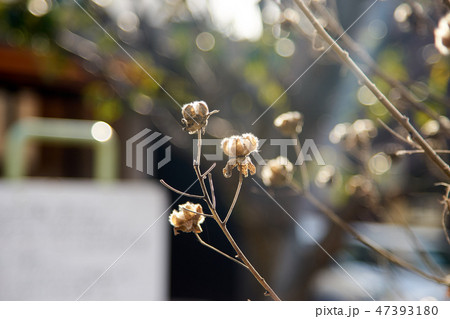 枯れ芙蓉１ 47393180