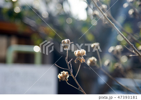 枯れ芙蓉2 枯れ芙蓉2 47393181