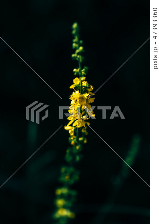 Stalk with yellow tiny flowers 47393360