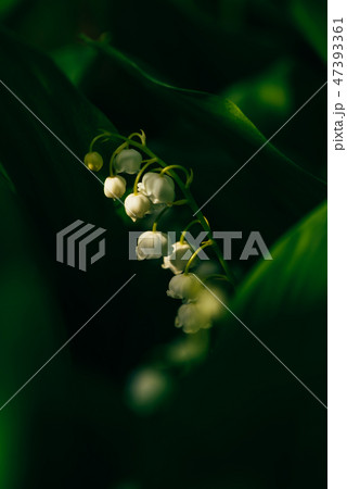 Flower of lily of the valley in forest Flower of lily of the valley in forest 47393361