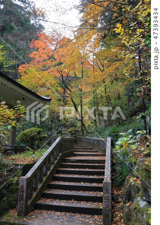 大雄山最乗寺　御真殿参道の紅葉 47393434
