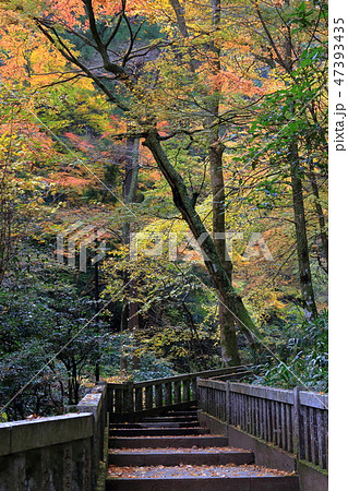大雄山最乗寺 御真殿参道の紅葉 大雄山最乗寺 御真殿参道の紅葉 47393435