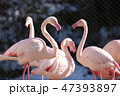 フラミンゴ 47393897
