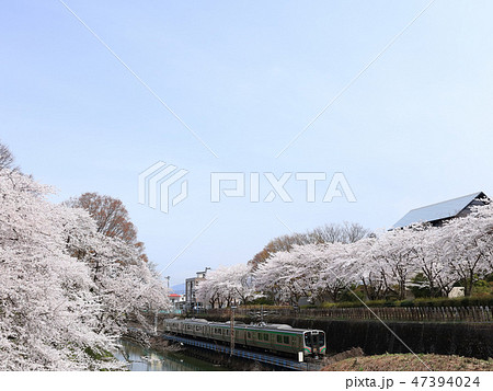 霞城公園　観桜会にて 47394024