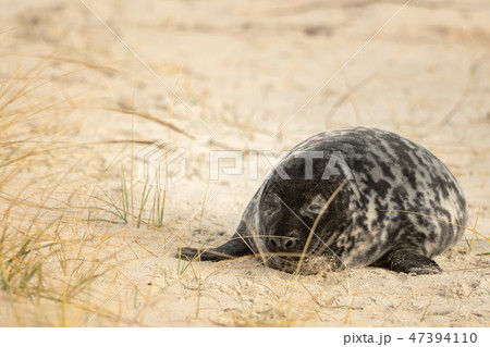 A grey seal lies on the beach on Helgoland A grey seal lies on the beach on Helgoland 47394110